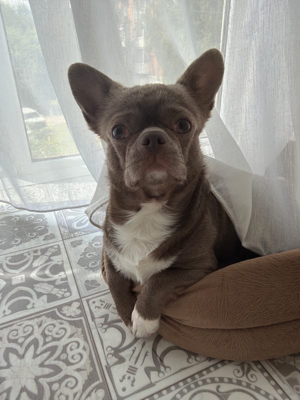 Small dog rests peacefully in Votkinsk home