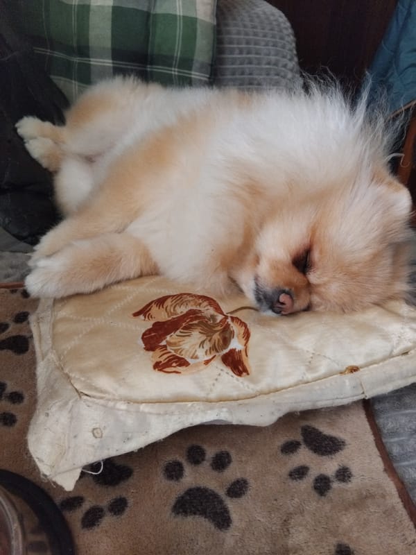 Pomeranian Dog Sleeps Peacefully on Pillows in Bulgarian Home