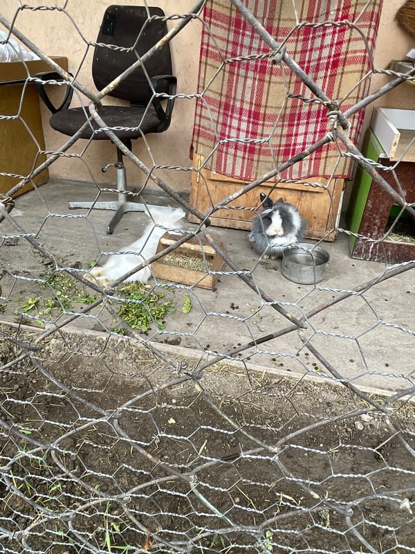 Morning scenes captured across Yerevan neighborhoods show flooding, pets, landscaping