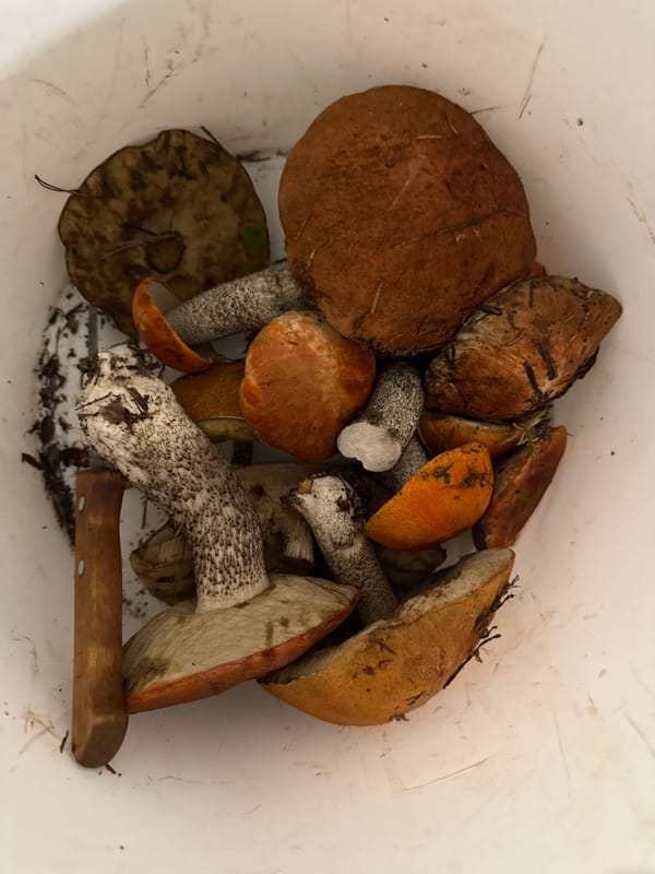 Freshly picked mushrooms examined up close in Vologda