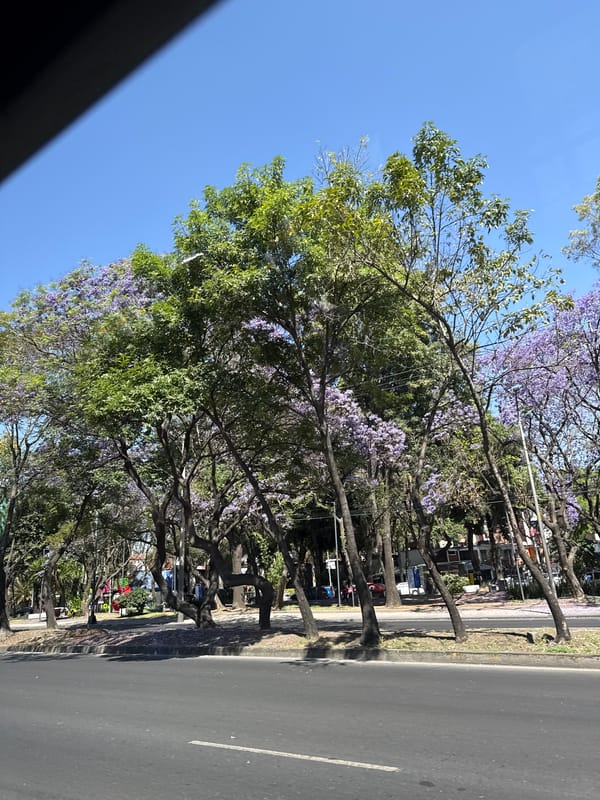 Jacaranda trees bloom purple along Mexico City street