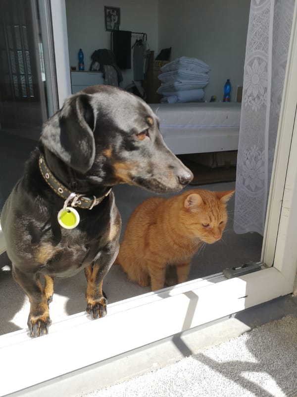 Dog and cat share sunny doorway moment in Pardubice