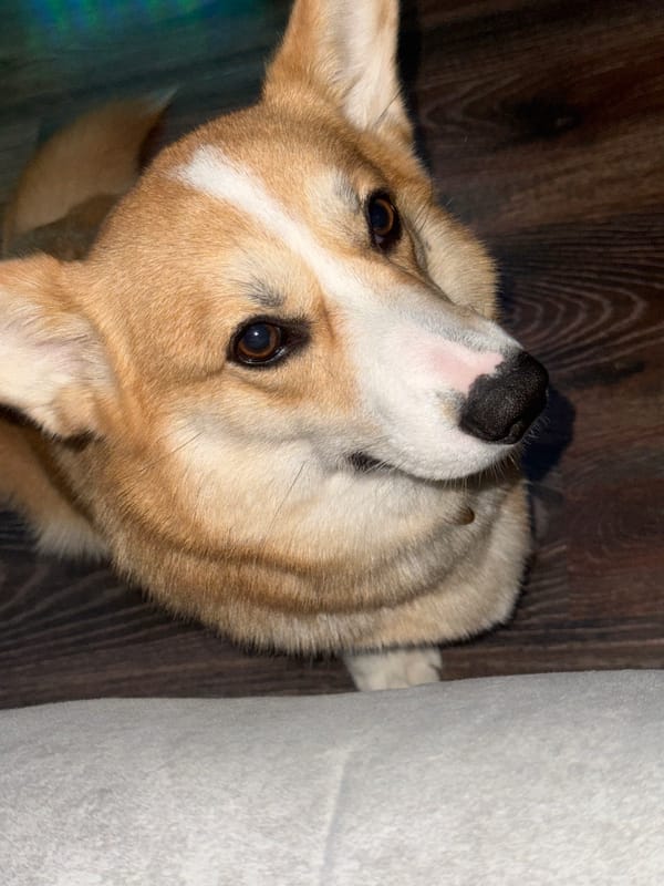 Corgi enjoys Greek yogurt treat in Votkinsk home