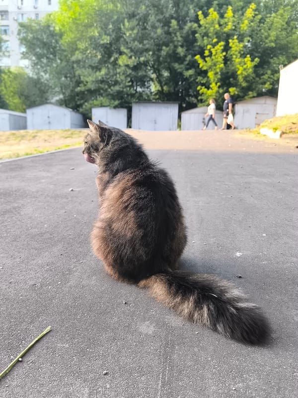 Street cats and scattered objects near Dnipro garages