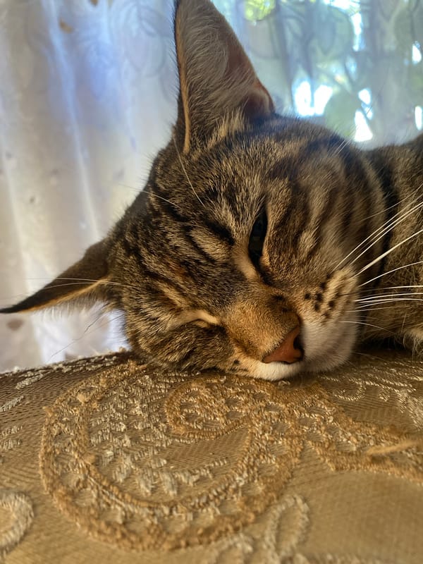 Tabby cat napping on a patterned sofa in Maykop