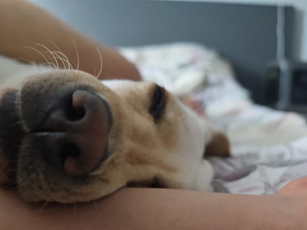 Dog sleeps peacefully on owner's arm in Bulgaria