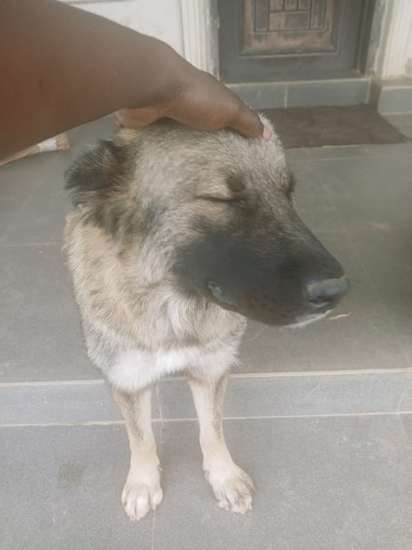 Person plays with dog in Kitwe home