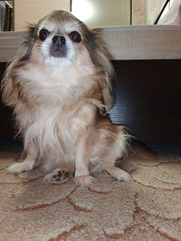 Small dogs and home life in Zlatoust, Russia