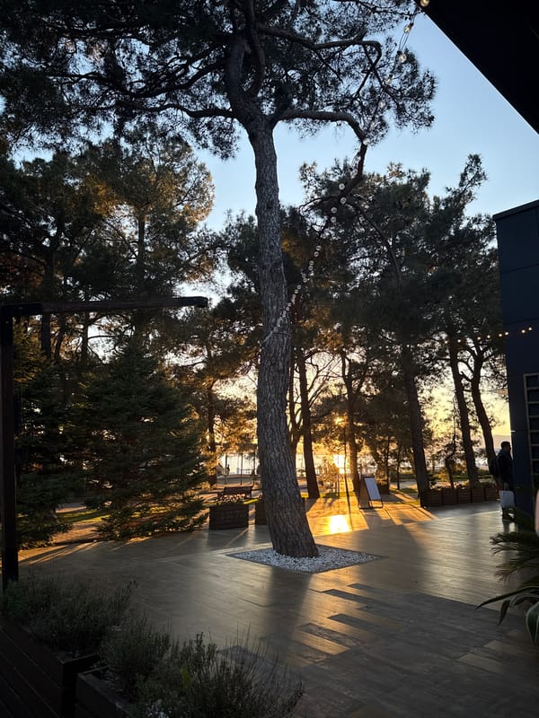 Evening scene captured at tree-lined park in Gelendzhik