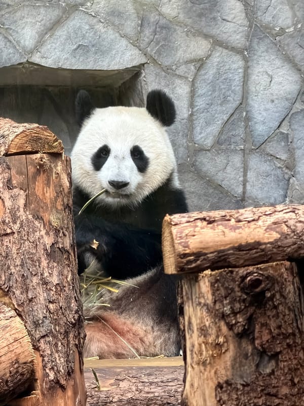 Morning zoo visit captures pandas, seals at Moscow Zoo