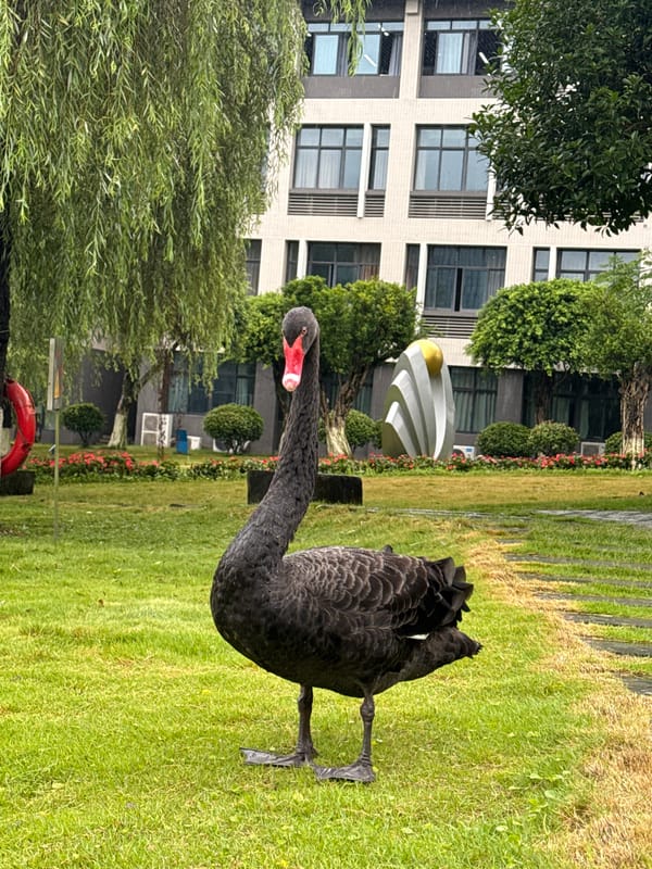 Rainy day at a Jiangjin civic complex, swans and all