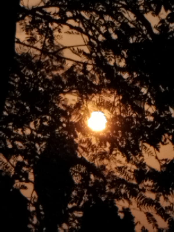 Sun through silhouetted trees, plus two cats on sandy ground