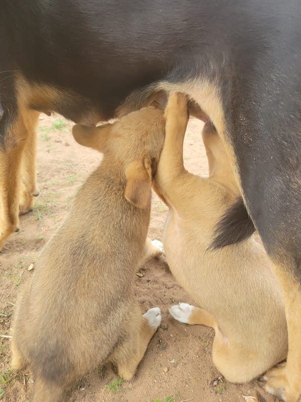Mother dog nurses puppies outdoors in Makurdi, Nigeria