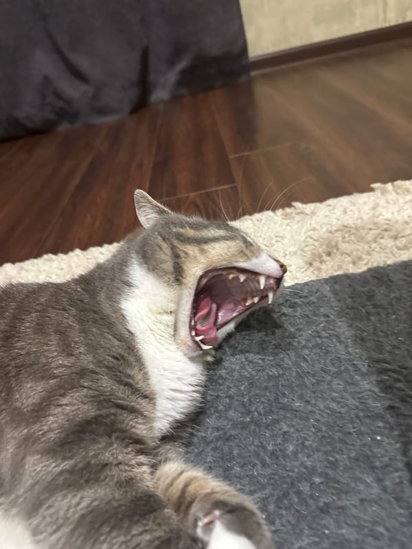 Indoor cat documented in typical daily activities over 42 minutes
