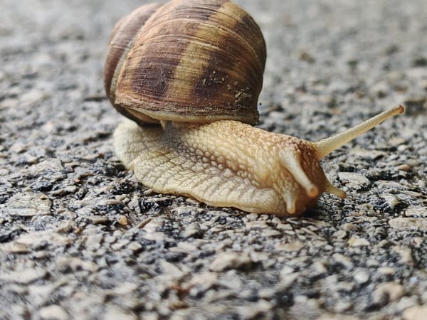 Nature close-ups captured in Svishtov: snail and dewdrop flower