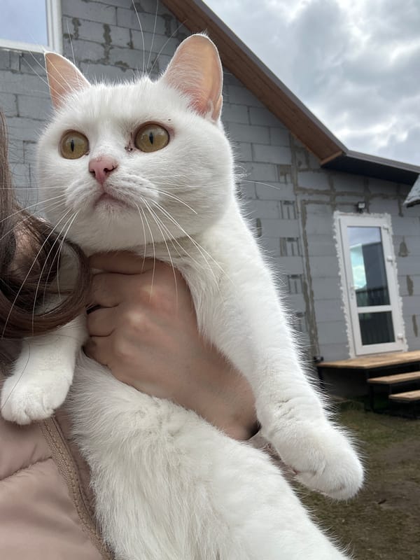 Morning cat photography session documented in Chaikovsky, Russia