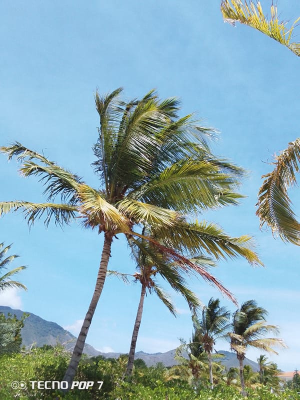 Palm trees documented under clear skies in Pedro González