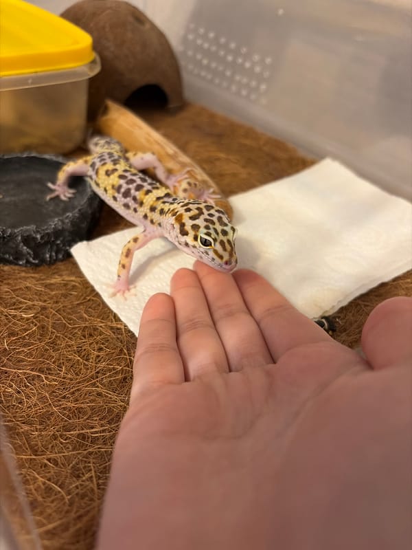 Pet owner documents leopard gecko care in Izhevsk