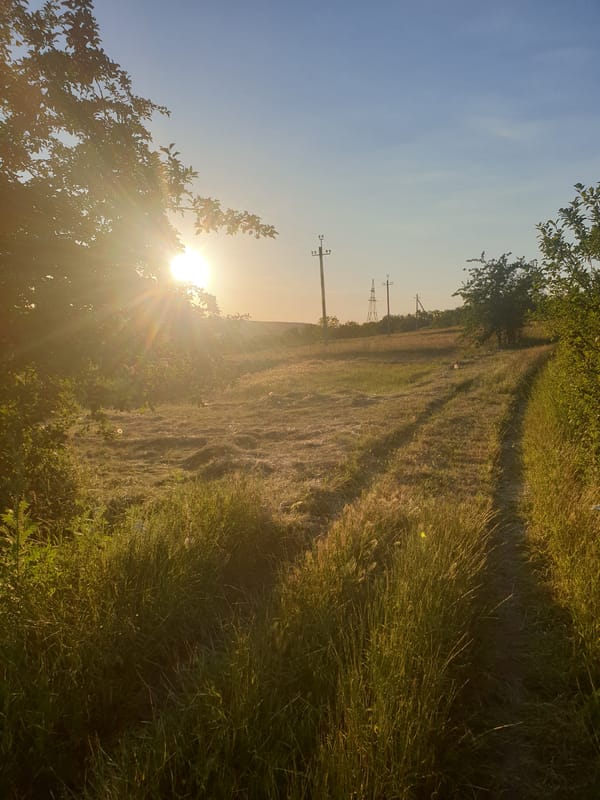 Golden hour in a rural field, cat included