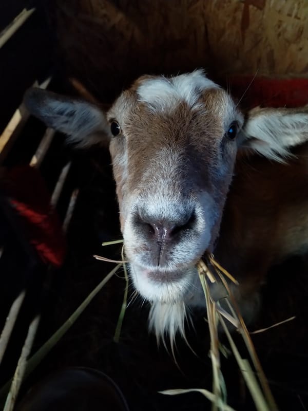 Goats in a pen eating hay and checking out the camera