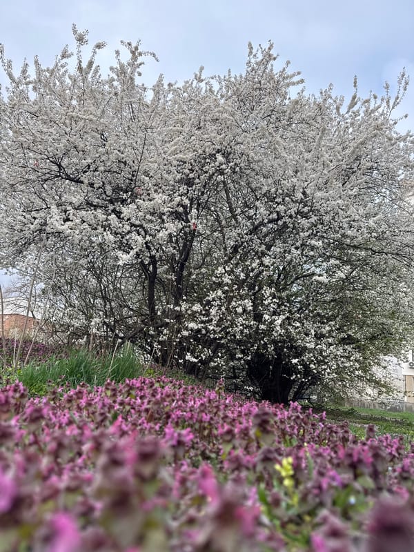 Spring blooms and commuter scenes captured in Sofia
