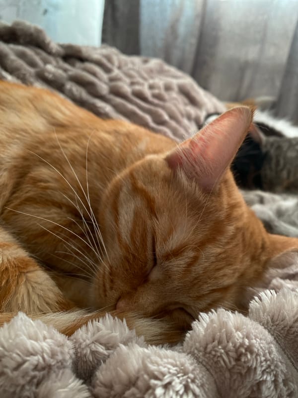 Lazy morning at home with cats, a rat, and cozy blankets
