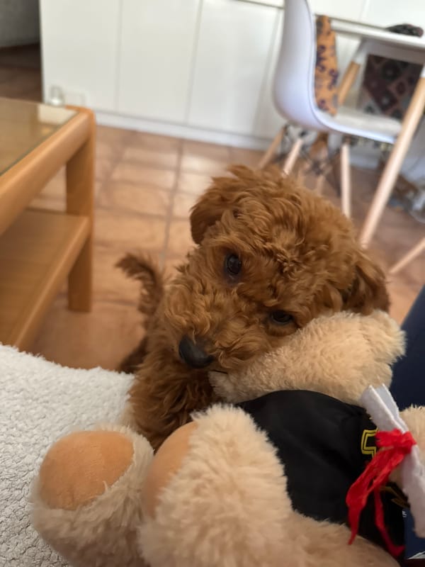 Dog rests with graduation teddy bear in Montenegro