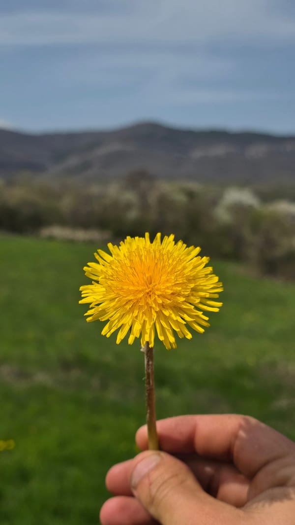 Spring wildflowers bloom in Bulgarian meadow, bee spotted foraging