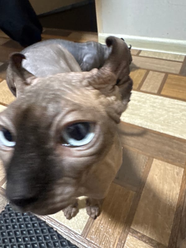 Life with Sphynx cats, documented across one cozy evening at home