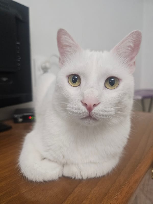 White cat at home, various spots, early evening