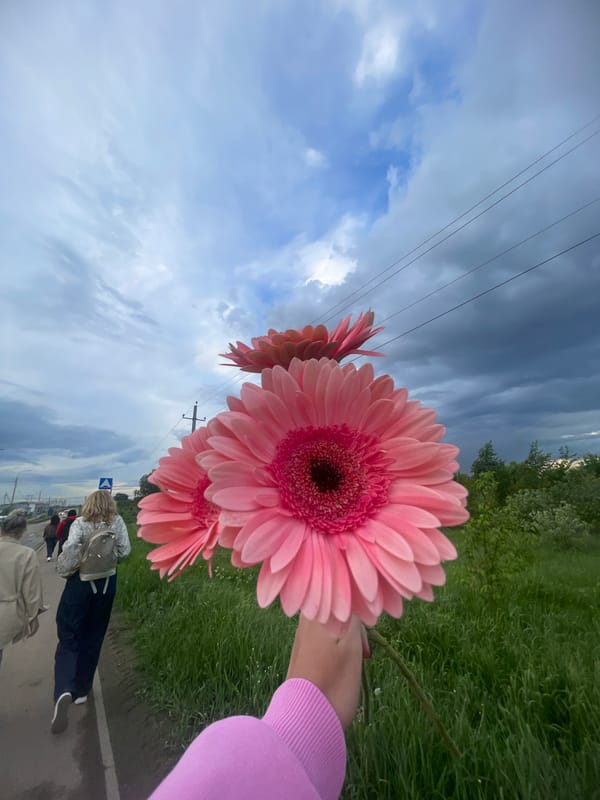 Pink gerbera daisies held in hand in Molokovo, Russia