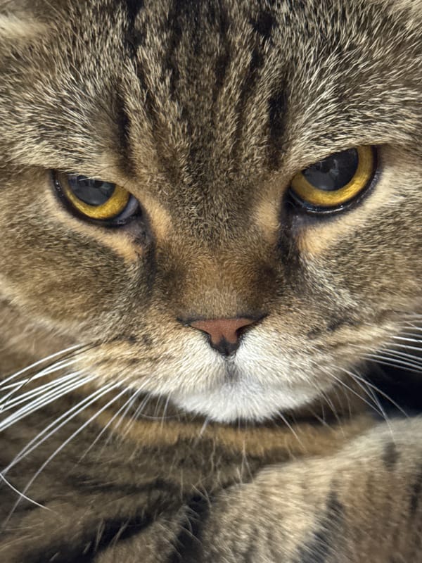 Brown tabby cat photographed up close from multiple angles