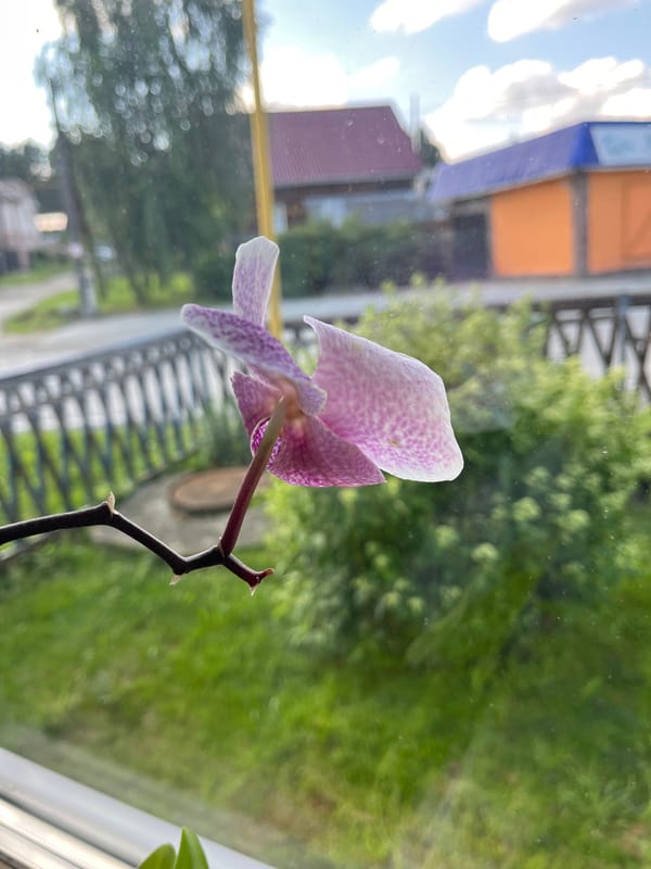 Flowers, toys, and a low-key home celebration in rural Russia