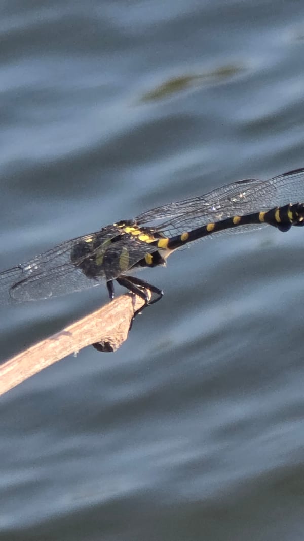 Striped dragonfly spotted resting on branch in Vietnamese ward