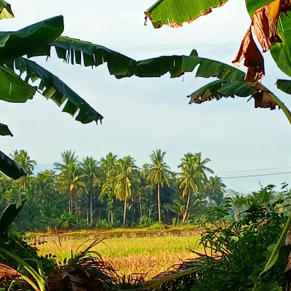 Rural tropical landscapes across two Indonesian villages at dawn