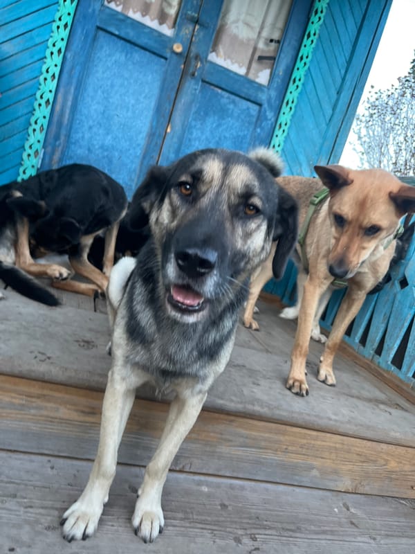 Dogs lounging on a porch outside a blue wooden building in Nizhny Tagil