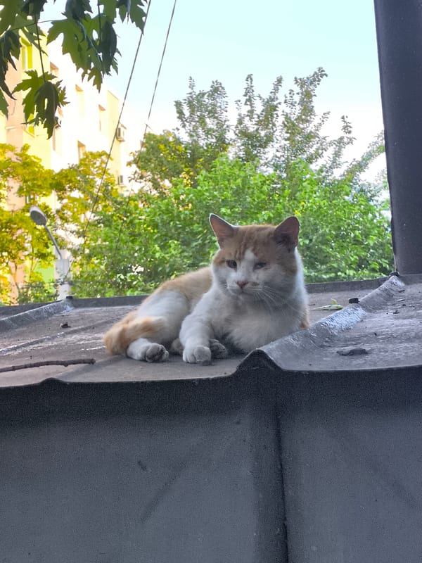 Ginger cat keeping watch from a rooftop in Dnipro