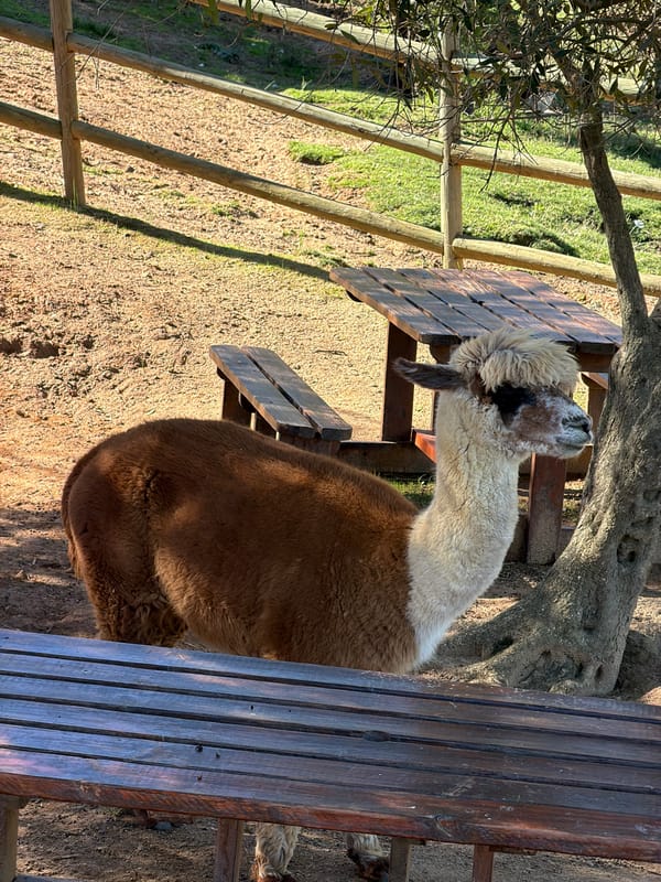 Alpacas observed in outdoor enclosure, Drakenstein Nu, South Africa