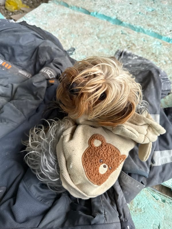 Small dog in hooded sweater spotted resting in Tsarevo