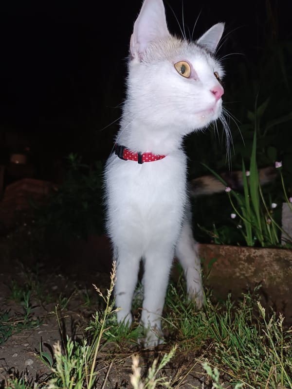 Cat watches backyard barbecue in northern Italy