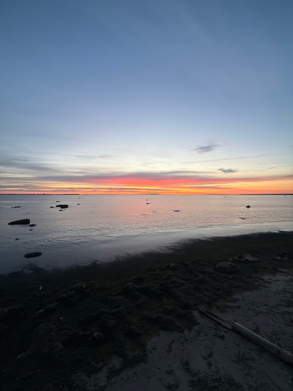 Dusk on the Tallinn coast, a white rose in the quiet