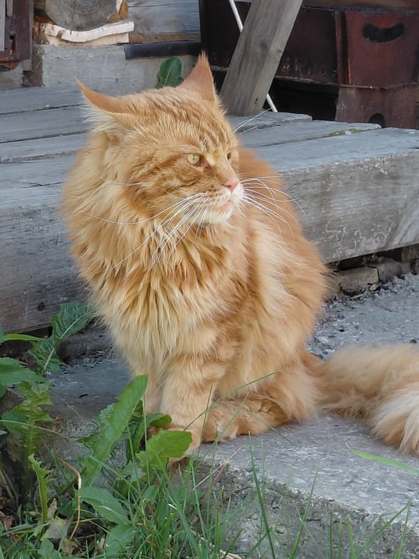 Orange cat and dirt bike in a Novosibirsk backyard