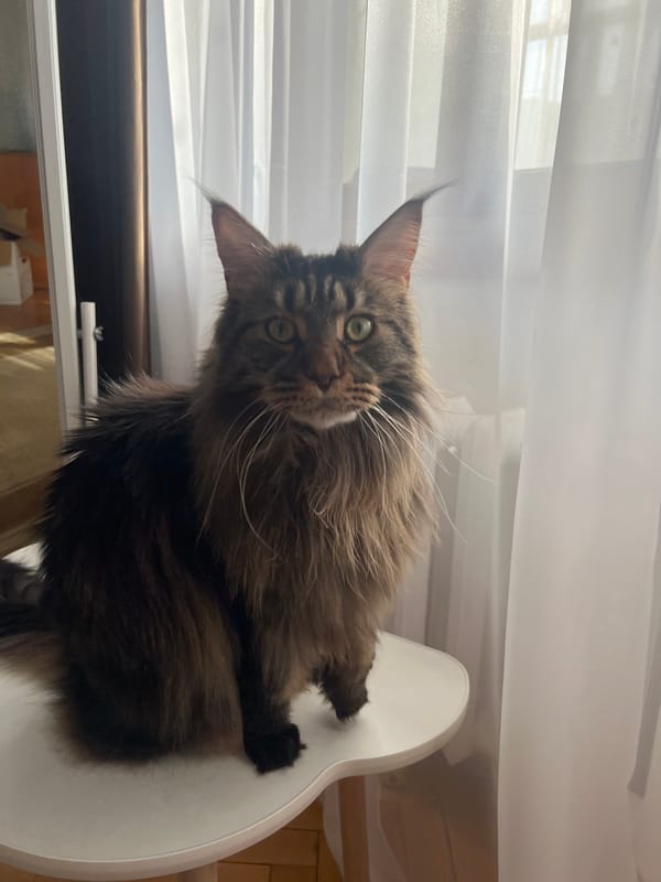 Maine Coon cat and toddler captured in Russian home