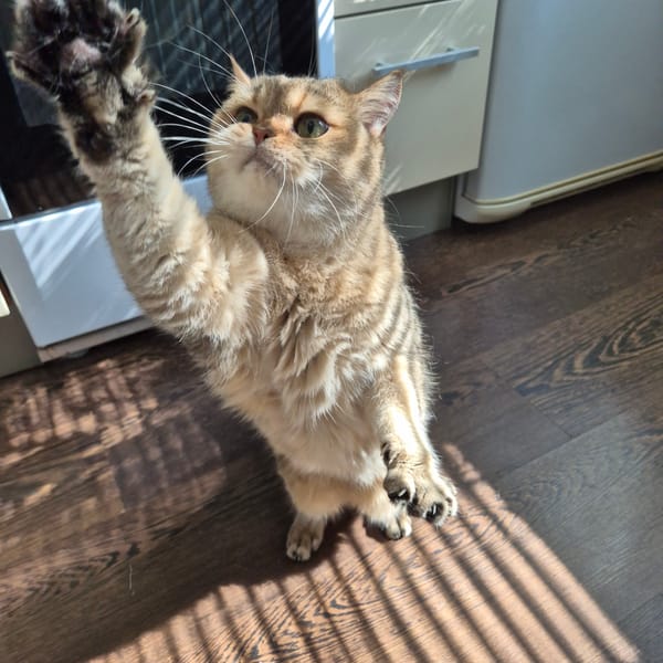 Tabby cat rears up on hind legs, claws extended