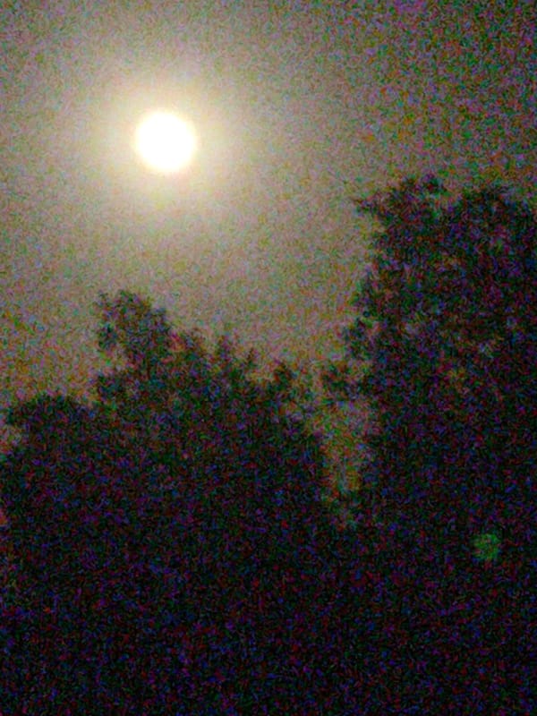 Full moon over Novosamarka, Ukraine, seen through trees