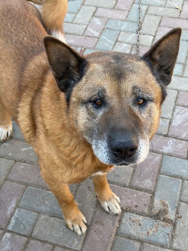 Dog on leash receives attention on brick walkway