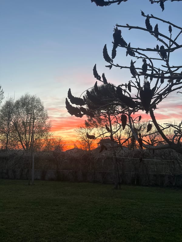 Sunset photography and dog portrait captured in Sadievo, Bulgaria