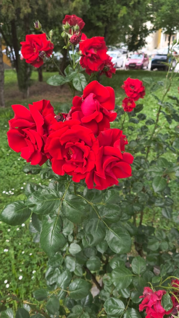 Rose gardens bloom in downtown Shumen, Bulgaria
