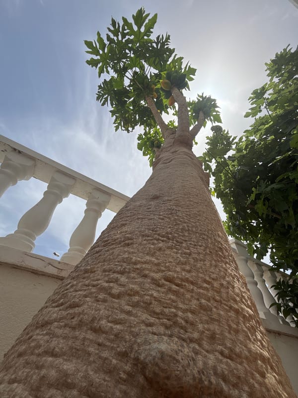 A Orihuela garden in full bloom, details and all