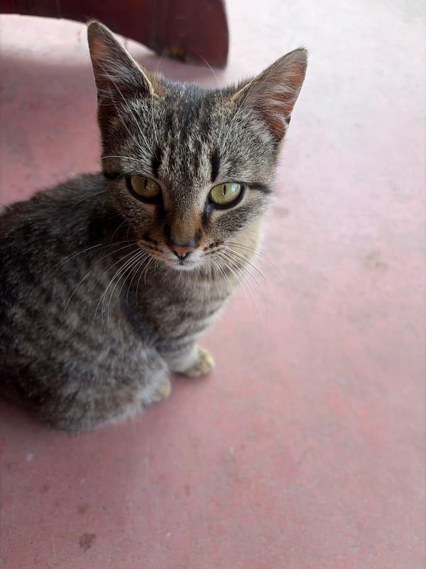 Tabby cat photoshoot during outdoor dining in Bulgarian village